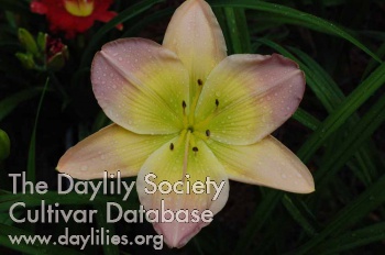 Daylily Bright and Morning Star